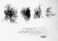 Bryoria furcellata image